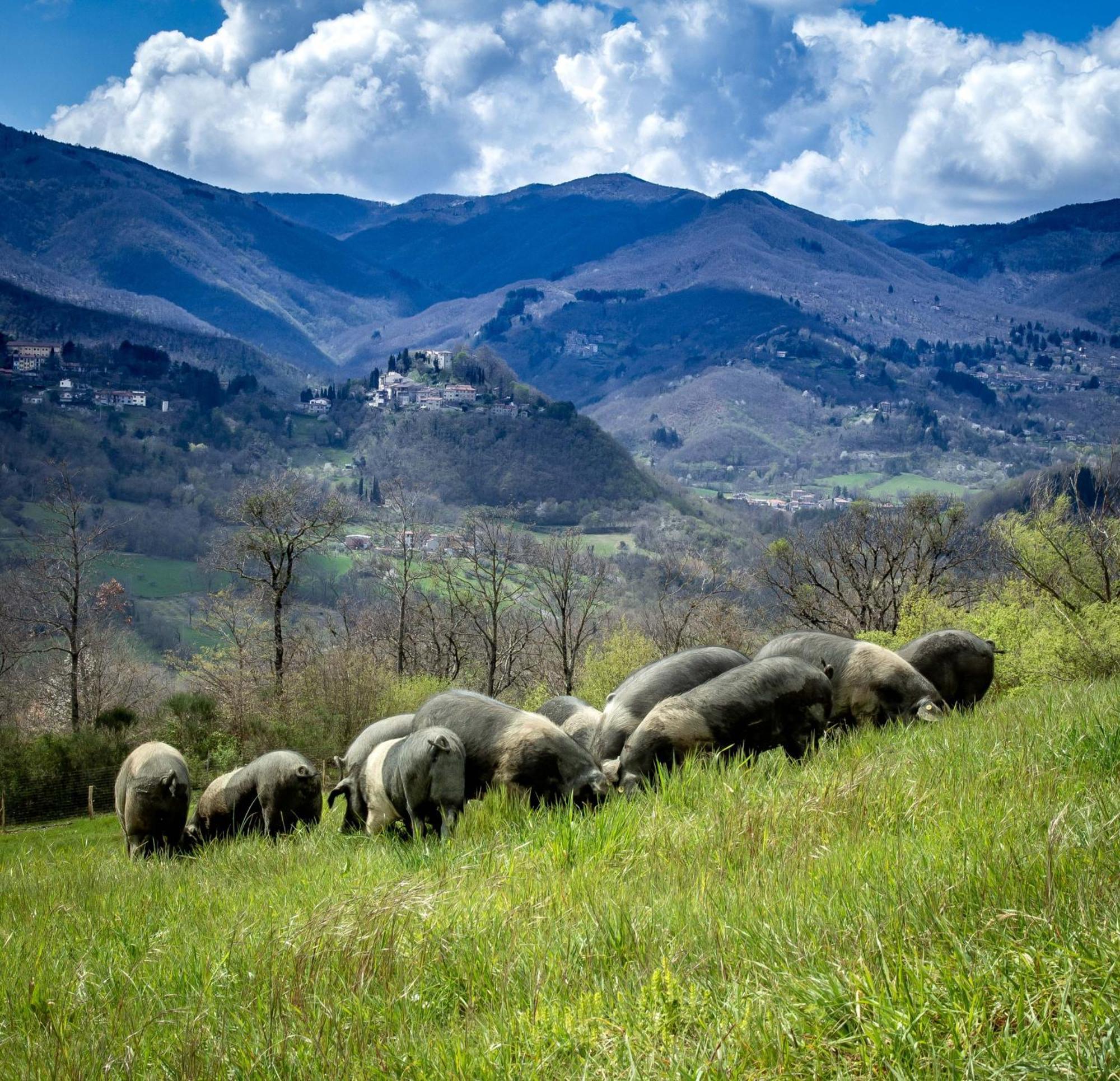 Agriturismo Terra Di Michelangelo Caprese Michelangelo ภายนอก รูปภาพ