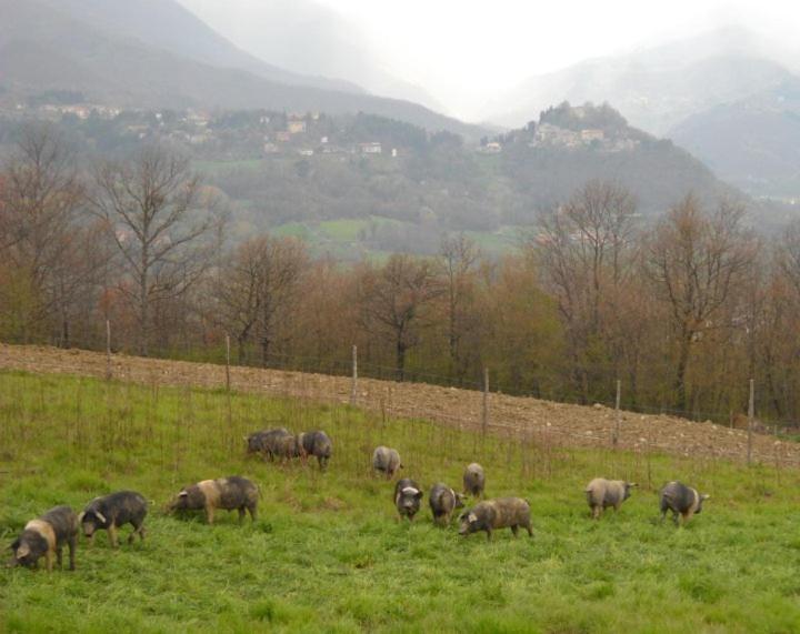 Agriturismo Terra Di Michelangelo Caprese Michelangelo ภายนอก รูปภาพ